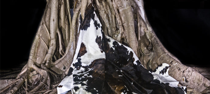 The Cowhides Process of Decohides – Cowhides With Special Quality